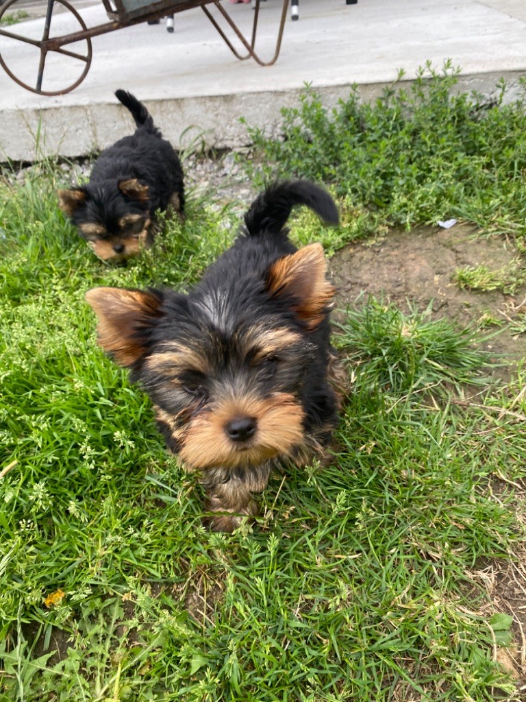 chiot Yorkshire Terrier De La Villa De L'Escaut