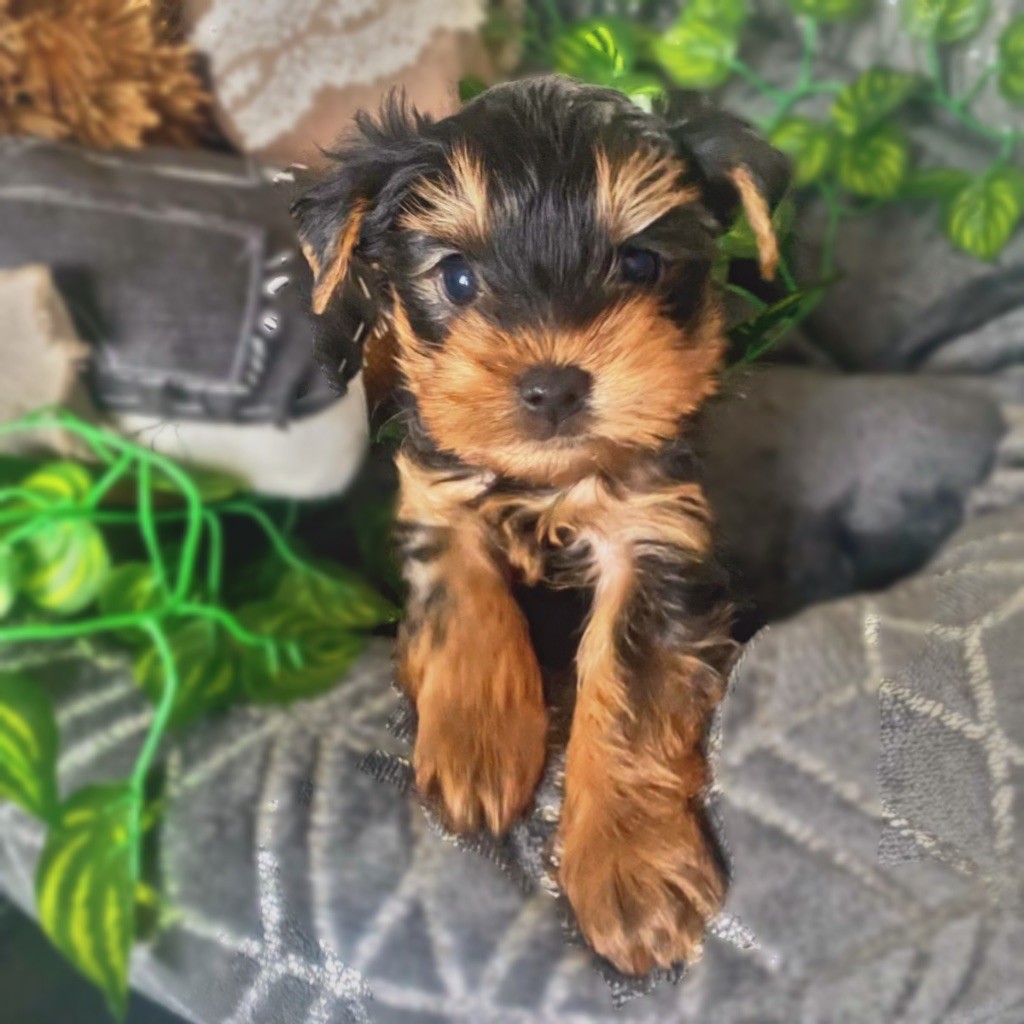 De La Villa De L'Escaut - Chiots disponibles - Yorkshire Terrier